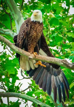 Scott Turnmeyer 2"x3" Photo Magnet - Morning Stretch Bald Eagle